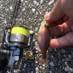 西日本豪雨災害後