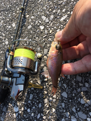 西日本豪雨災害後