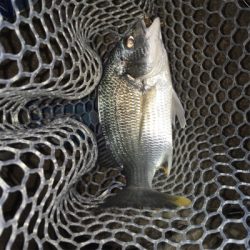 淀川ブリームゲーム エアーノット地獄