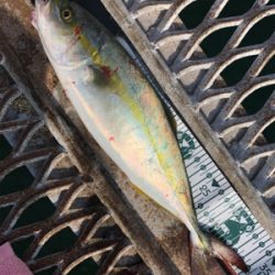 懲りずにショアジギング