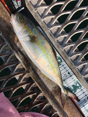 懲りずにショアジギング