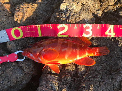 根魚活性高し！