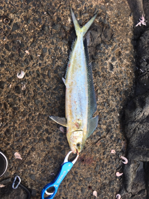 初ペンペンペンペンシイラ