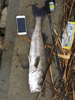 70オーバーのシーバスゲット