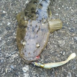 阿南市でマゴチ