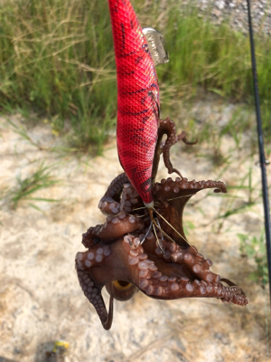 タコ タコ タコ