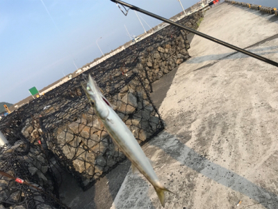 カマス釣れ始めました！