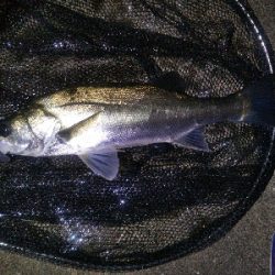 河口でシーバス