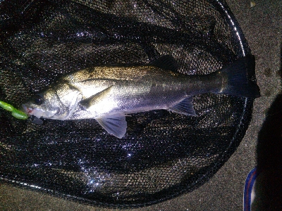 河口でシーバス