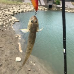 河口ライトゲーム