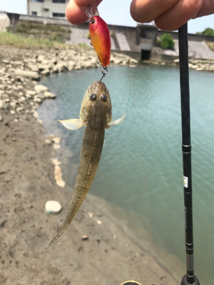 河口ライトゲーム