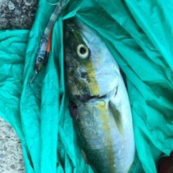 ゆうまづめのジギング