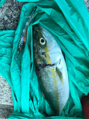 ゆうまづめのジギング