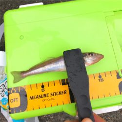 台風前のキス釣り