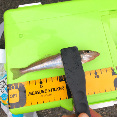 台風前のキス釣り