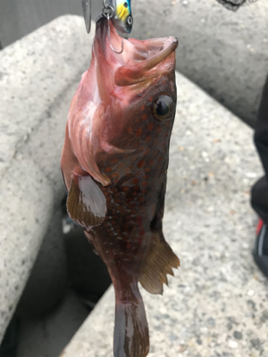 シーバス狙いが(T . T)