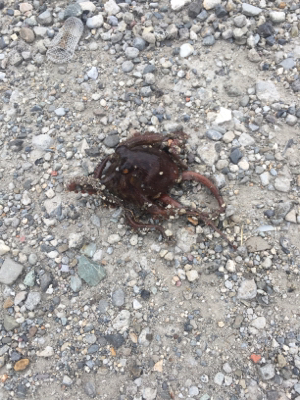 台風接近前にタコ