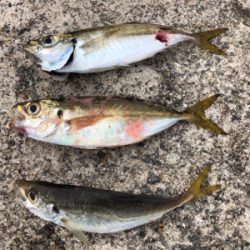 台風前の…はなく、地味な釣果へ