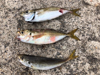 台風前の…はなく、地味な釣果へ