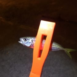 サビキ＆メバリング