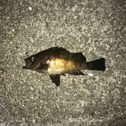 不発メバリング