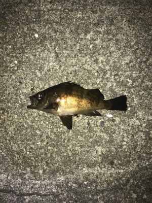 不発メバリング