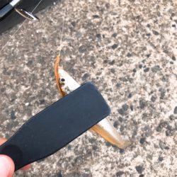 パワーイソメでもキス釣れる