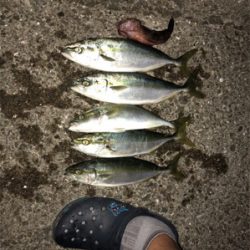 ツバスも大っきなってきたぞ！！！！