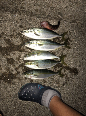 ツバスも大っきなってきたぞ！！！！