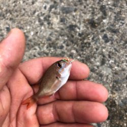 台風後のサビキ