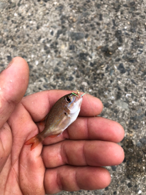 台風後のサビキ