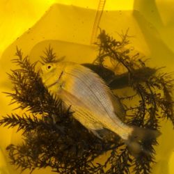 息子とちょい投げ