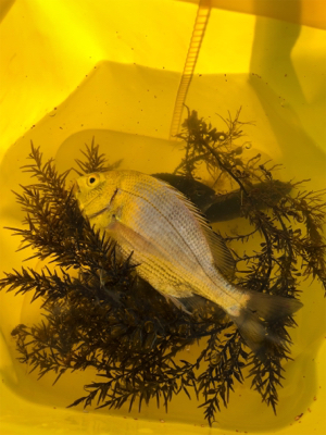 息子とちょい投げ