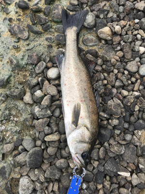 大潮干潮の名港シーバスデイゲーム