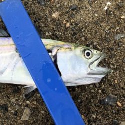 台風一過からのミニサゴシ他^_^