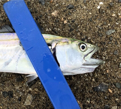 台風一過からのミニサゴシ他^_^