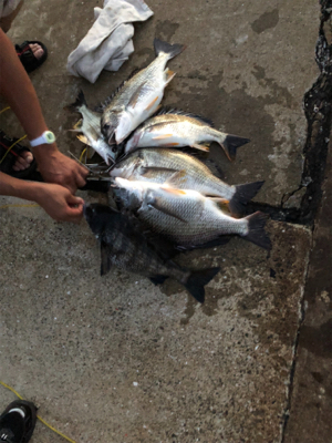 夕まずめ落とし込みで