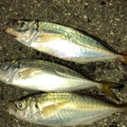 アジ今日もいたよ