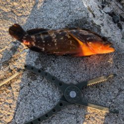 青物狙いでしたが…