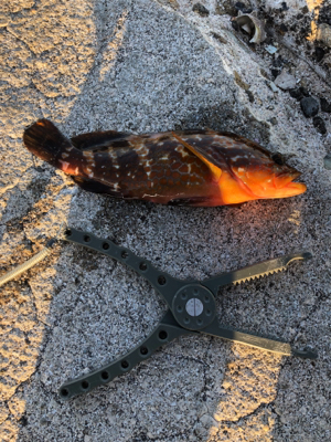 青物狙いでしたが…