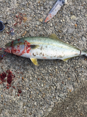 ゴミの中から！