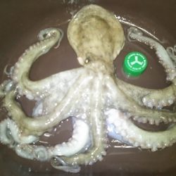 台風一過でオクトパッシング