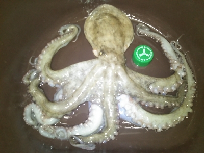 台風一過でオクトパッシング