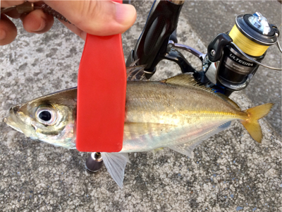 台風後の爆釣狙い