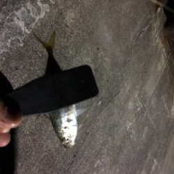 豆アジング‼️