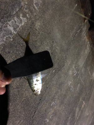 豆アジング‼️