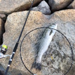 短時間シーバス釣行