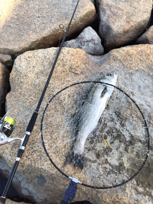 短時間シーバス釣行