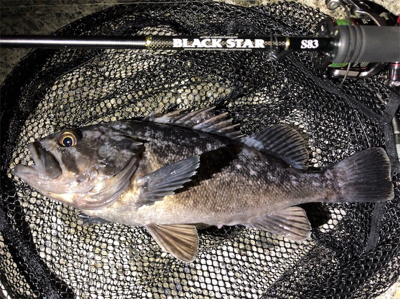 ネコリグとライトゲーム