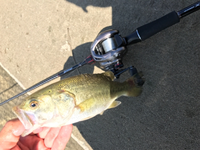 ベイトフィネス入魂！